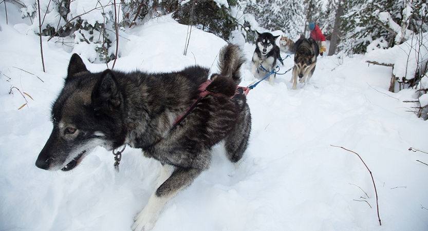 boundary waters minnesota dog sledding
